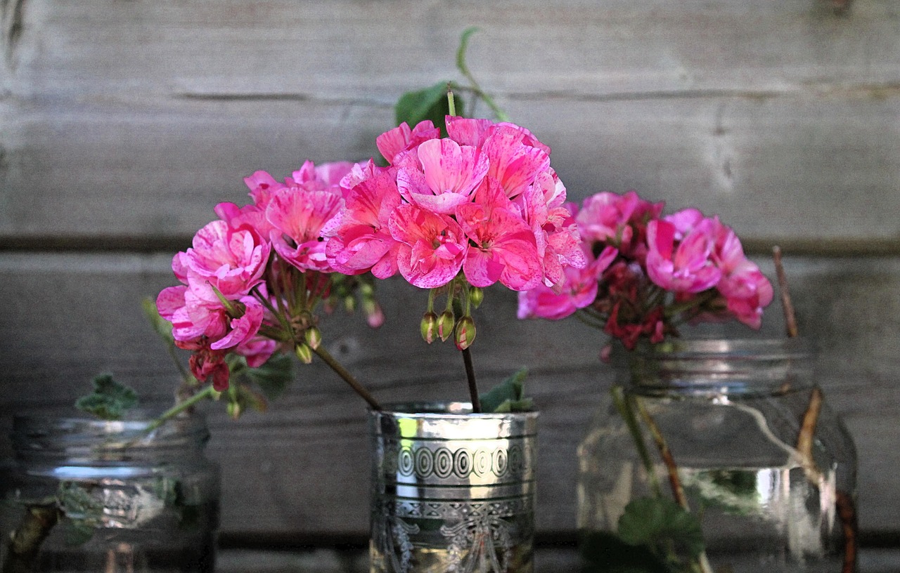 Gerani colorati in fiore, cura e manutenzione per un'estate rigogliosa.