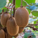 Due piante di kiwi nel giardino, simbolo della necessità di una coppia per la fruttificazione.