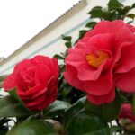 Camelia in vaso sul balcone, protetta da un coprivaso per evitare il gelo delle radici.