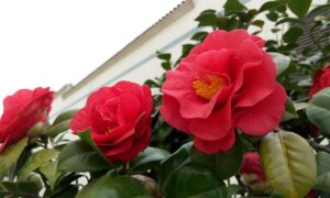Camelia in vaso sul balcone, protetta da un coprivaso per evitare il gelo delle radici.