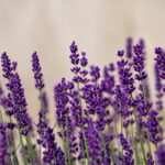 Pianta di lavanda in vaso su comodino, simbolo di tranquillità e rimedio naturale per insonnia.