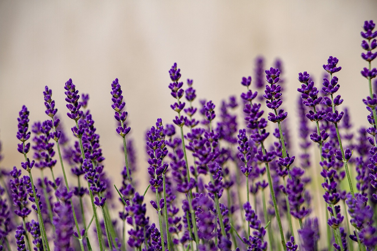 Pianta di lavanda in vaso su comodino, simbolo di tranquillità e rimedio naturale per insonnia.