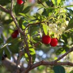 Corbezzolo con foglie verdi, fiori bianchi e frutti rossi in un contesto naturale.